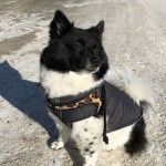 cagnolina widmer_bijou