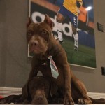 pittbull