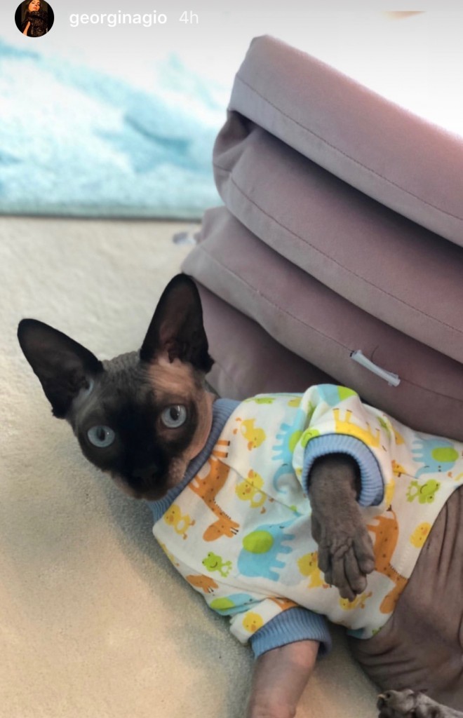 Il gatto di Cristiano Ronaldo
